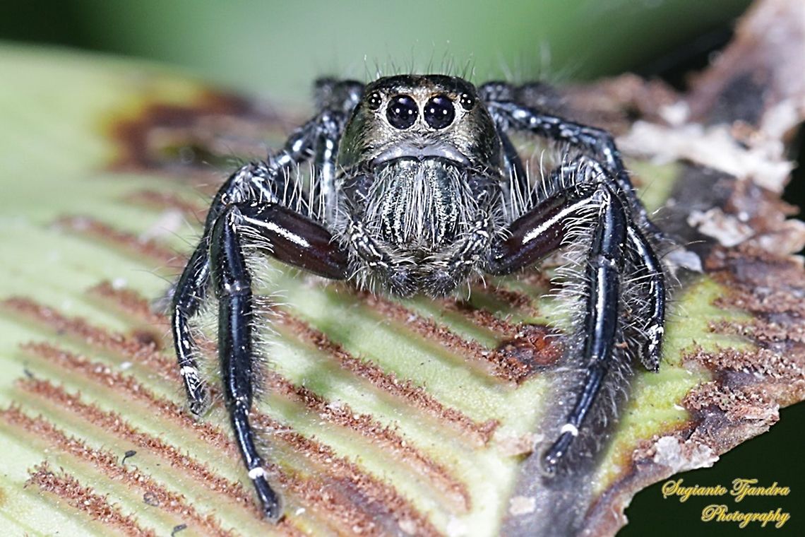 Jumping Spider  Geotagged,Indonesia,Summer