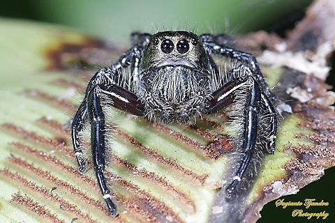 Jumping Spider  Geotagged,Indonesia,Summer