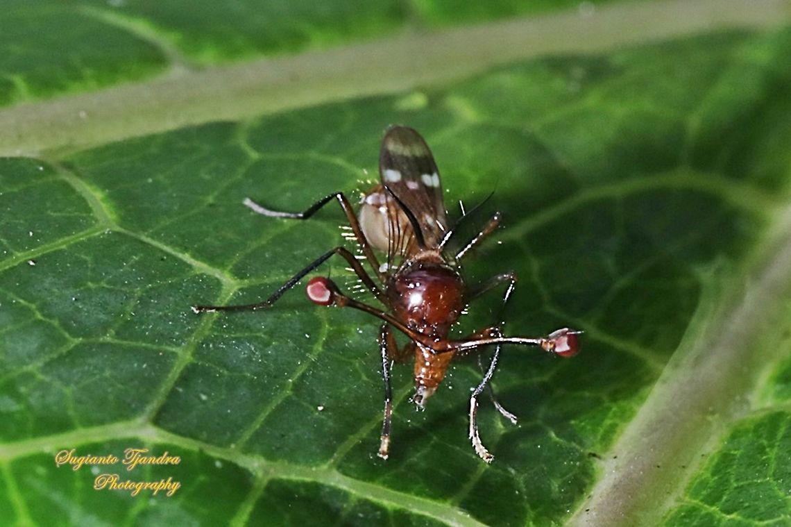 Stalk-eyed fly, Diopsidae Sp.  Geotagged,Indonesia,Summer