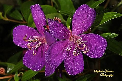 Duo Princess Flowers, Tibouchina urvilleana (Melastomataceae Sp)  Geotagged,Indonesia,Summer,Tibouchina urvilleana