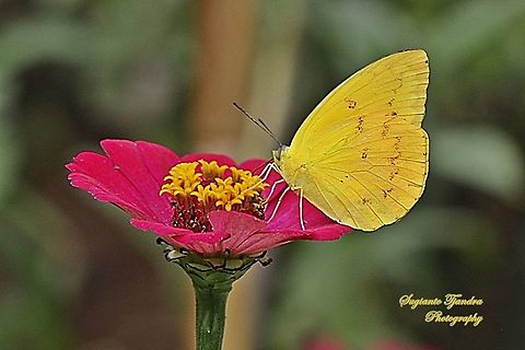 The Orange Emigrant (Catopsilia scylla scylla)  Catopsilia scylla,Geotagged,Indonesia,Orange migrant,Summer