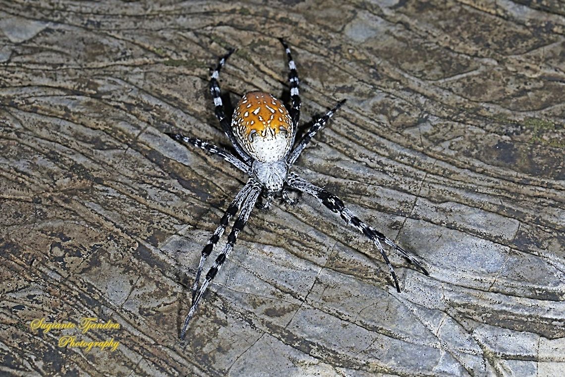The Dome Tent-web spider (Cyrtophora moluccensis)  Cyrtophora moluccensis,Dome Tent Spider,Geotagged,Indonesia,Summer