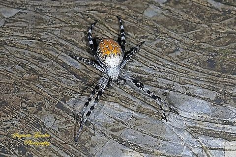 The Dome Tent-web spider (Cyrtophora moluccensis)  Cyrtophora moluccensis,Dome Tent Spider,Geotagged,Indonesia,Summer