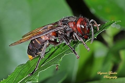 Yellow-vented hornet, Vespa Analis  Geotagged,Indonesia,Summer,Vespa analis