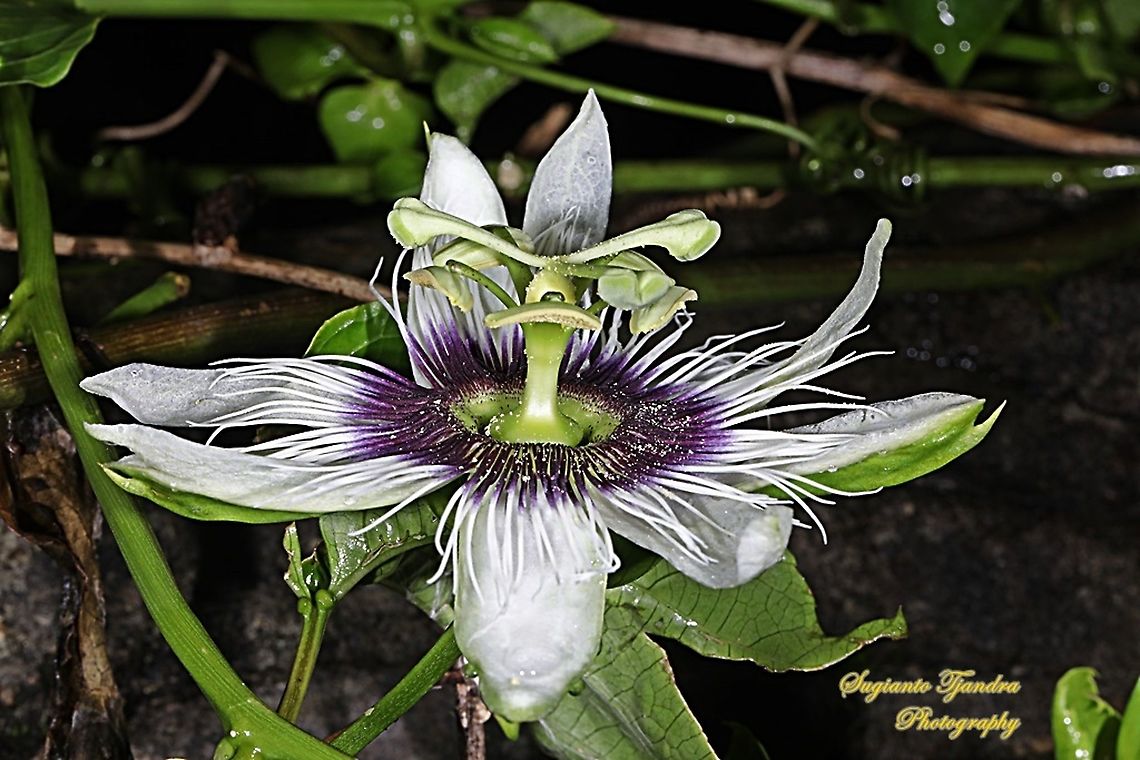 Passionfruit flower, Passiflora edulis  Geotagged,Indonesia,Passiflora edulis,Passion fruit,Summer