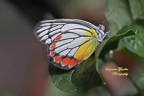 Painted Jezebels, Delias hyparete hyparete  Delias hyparete,Geotagged,Indonesia,Painted Jezebel,Summer