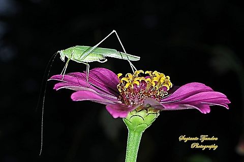 Fork-tailed Bush Katydid, Tettigoniida  Geotagged,Indonesia,Summer