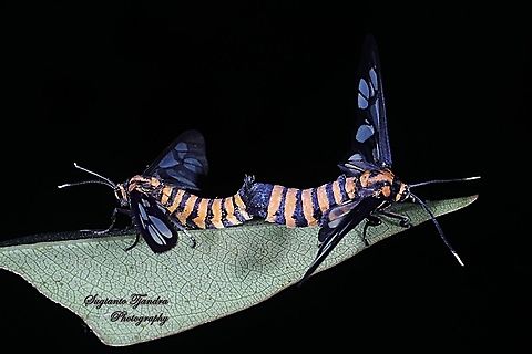 Orange spotted Tiger Moth - Amata huebneri (Huebner's Wasp Moth) "Mating"  Amata huebneri,Geotagged,Hübner's Wasp Moth,Indonesia,Summer