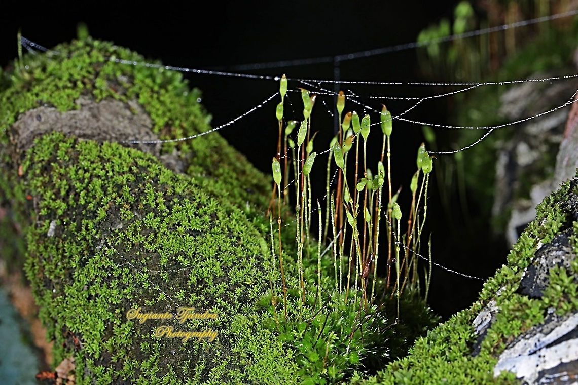 Moss flowers  Geotagged,Indonesia,Summer