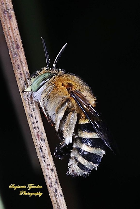 Amegilla Bee  Geotagged,Indonesia,Summer