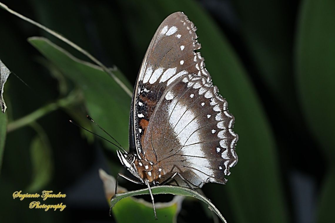 The great eggfly, Hypolimnas bolina bolina  - Lowerside  Geotagged,Great eggfly,Hypolimnas bolina,Indonesia,Summer