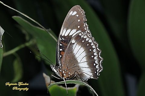 The great eggfly, Hypolimnas bolina bolina  - Lowerside  Geotagged,Great eggfly,Hypolimnas bolina,Indonesia,Summer