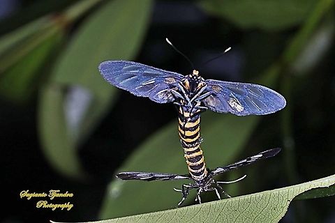 Orange spotted Tiger Moth - Amata huebneri (Huebner's Wasp Moth) "Mating"  Amata huebneri,Geotagged,Hübner's Wasp Moth,Indonesia,Summer