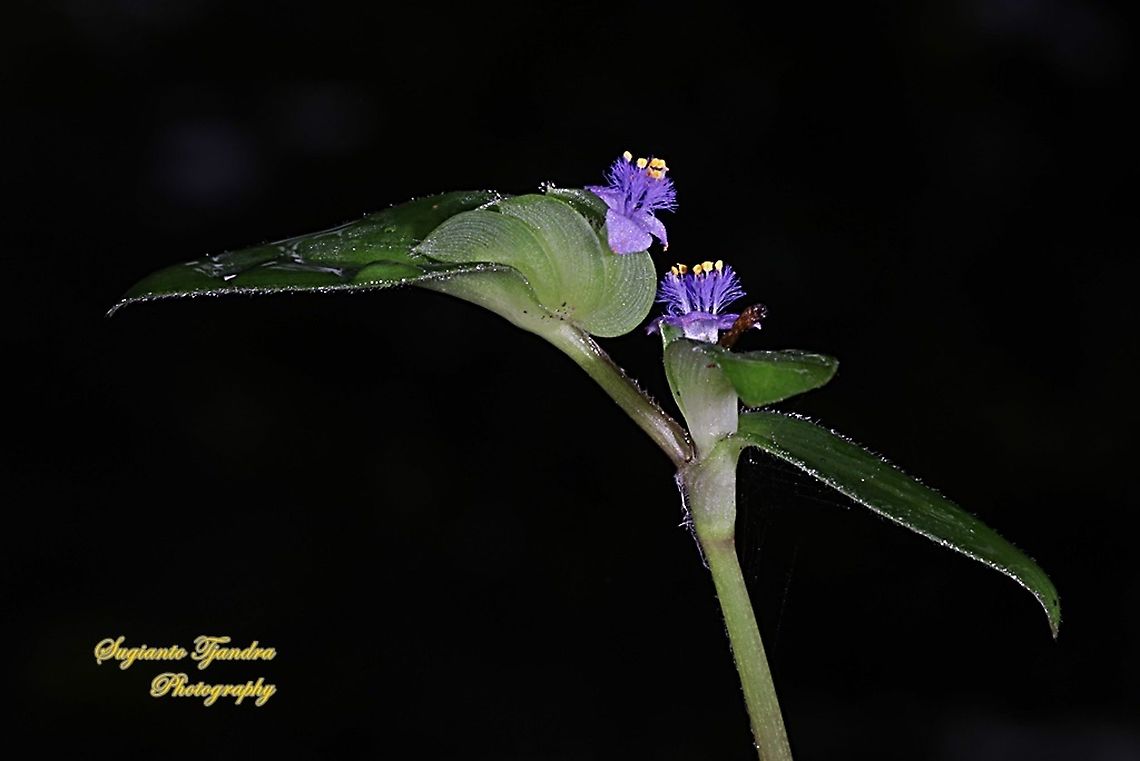 The exotic Rooster flower of weeds  Geotagged,Indonesia,Summer
