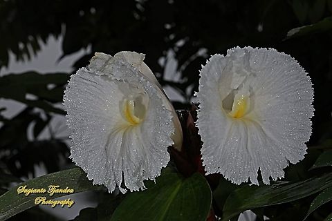 Crepe Ginger flowers, Costaceae  Cheilocostus  speciosus,Crêpe Ginger,Geotagged,Indonesia,Summer