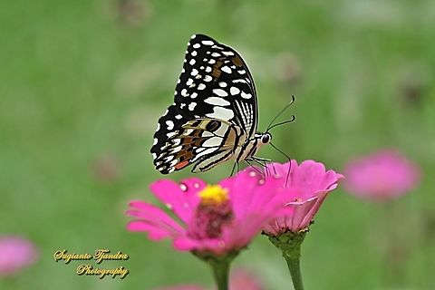 Common Lime butterfly (Papilio demoleus) "sucking nectar on the Zinnia flower"  Geotagged,Indonesia,Papilio demoleus,Summer