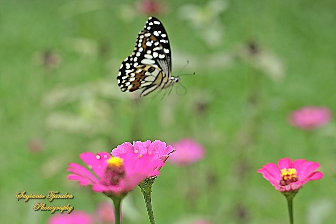 Common Lime butterfly (Papilio demoleus) "flying over the Zinnia flower"  Geotagged,Indonesia,Papilio demoleus,Summer