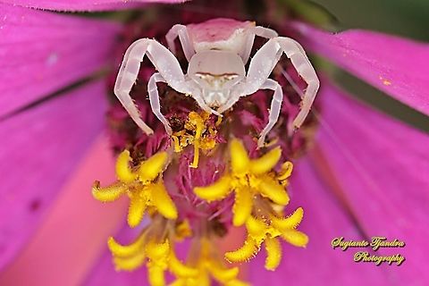 White Crab Spider, Thomisidae sp  Geotagged,Indonesia,Summer