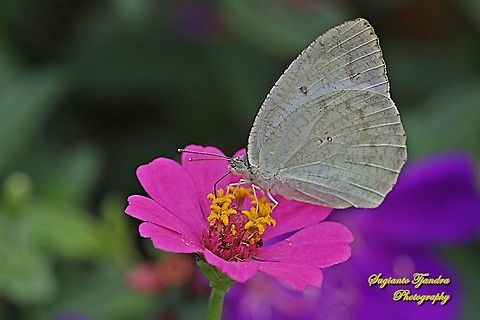 Mottled Emigrant Butterfly (Catopsilia pyranthe pyranthe) - sucking nectar on the Zinnia flower  Catopsilia pyranthe,Geotagged,Indonesia,Mottled emigrant,Summer