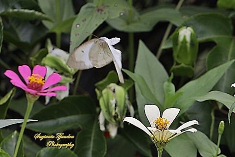 Mottled Emigrant Butterfly (Catopsilia pyranthe pyranthe) - flying over the Zinnia flowers  Catopsilia pyranthe,Geotagged,Indonesia,Mottled emigrant,Summer