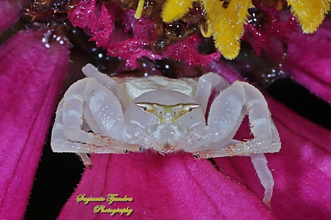 White Crab Spider, Thomisidae sp  Geotagged,Indonesia,Summer