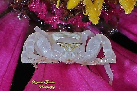 White Crab Spider, Thomisidae sp  Geotagged,Indonesia,Summer