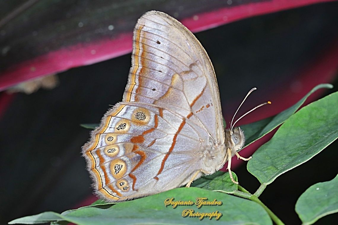 The angled red forester, Lethe Chandica, male  Angled Red Forester,Geotagged,Indonesia,Lethe chandica,Summer
