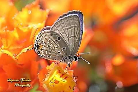 The Plains Cubid/Cycad Blue Butterfly (Chilades pandava)  Chilades pandava,Geotagged,Indonesia,Plains Cupid,Summer