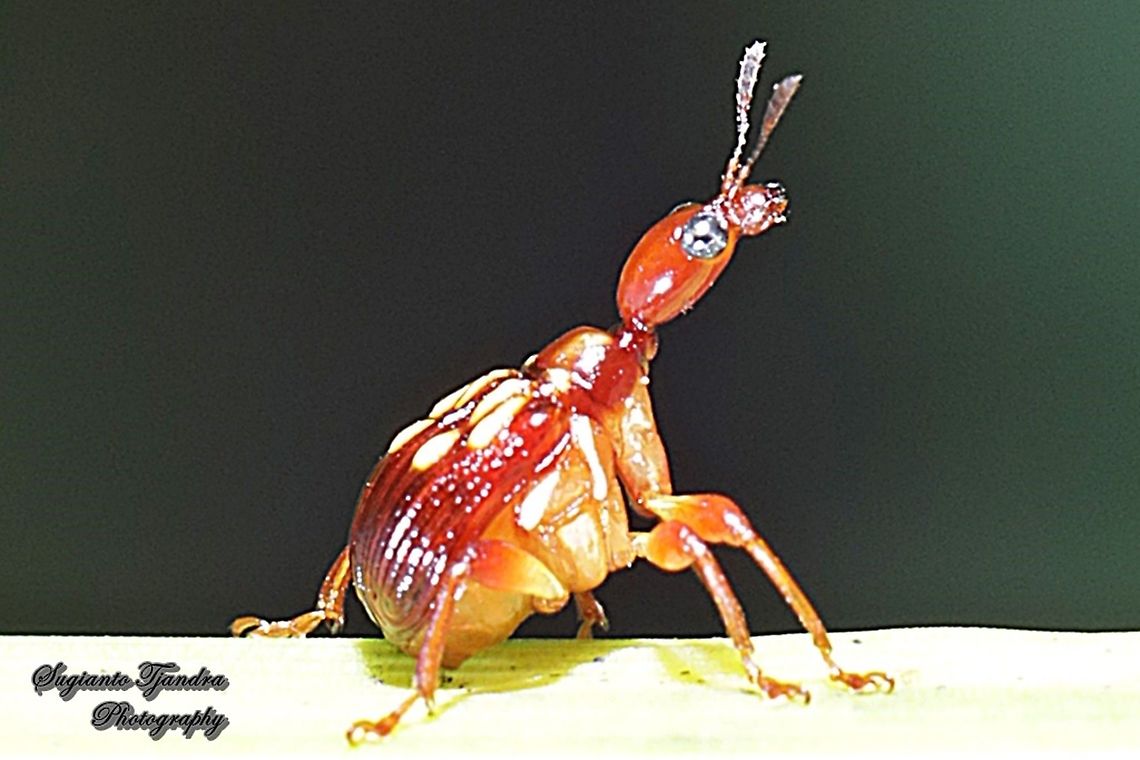 Giraffe weevil, Korotyaevirhinus necopinus  Geotagged,Indonesia,Summer