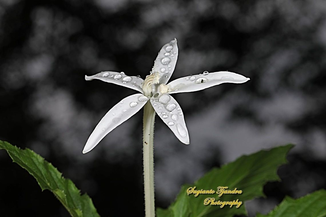 Kitolod - Star of Bethlehem flower (Hippobroma longiflora),  Geotagged,Hippobroma longiflora,Indonesia,Summer