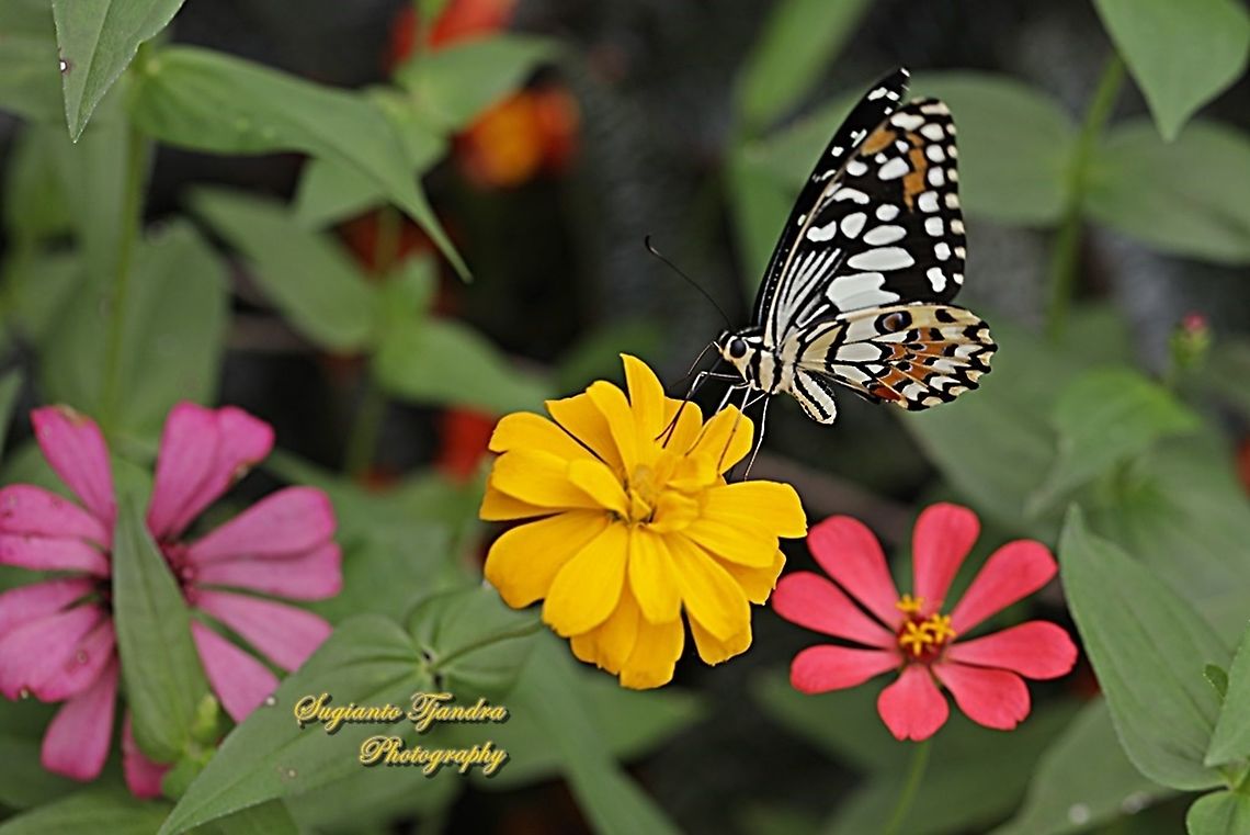 Common Lime butterfly (Papilio demoleus) "sucking nectar on the Zinnia flower"  Geotagged,Indonesia,Papilio demoleus,Summer