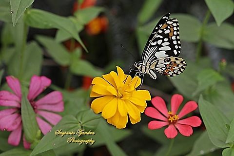 Common Lime butterfly (Papilio demoleus) "sucking nectar on the Zinnia flower"  Geotagged,Indonesia,Papilio demoleus,Summer