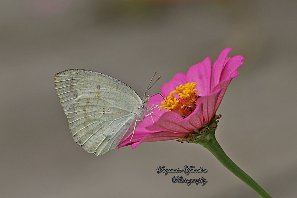 Mottled Emigrant Butterfly(Catopsilia pyranthe pyranthe) "sucking nectar on the Zinnia flower"  Catopsilia pyranthe,Geotagged,Indonesia,Mottled emigrant,Summer