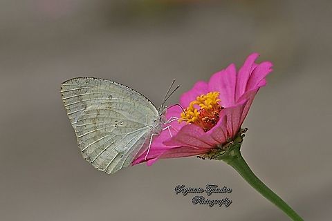 Mottled Emigrant Butterfly(Catopsilia pyranthe pyranthe) "sucking nectar on the Zinnia flower"  Catopsilia pyranthe,Geotagged,Indonesia,Mottled emigrant,Summer