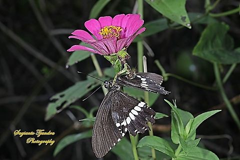 "The predator"  A Flower mantis, Creobroter Sp "having big meal of a butterfly, Papilio Demolion Demolion  Geotagged,Indonesia,Summer