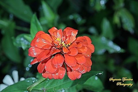 Orange Zinnia flower  Geotagged,Indonesia,Summer
