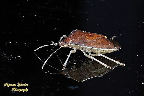 True Bug, Hemiptera  Geotagged,Indonesia,Summer