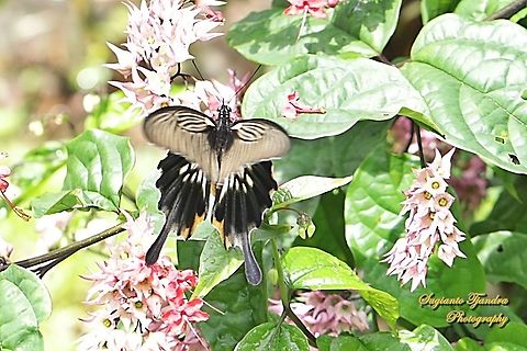 Great Mormon Swallowtail Butterfly, Papilio memnon, (Papilionidae) - female "sucking nectar"  Geotagged,Great Mormon,Indonesia,Papilio memnon,Summer