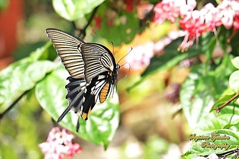 Great Mormon Swallowtail Butterfly, Papilio memnon, (Papilionidae) - female  Geotagged,Great Mormon,Indonesia,Papilio memnon,Summer