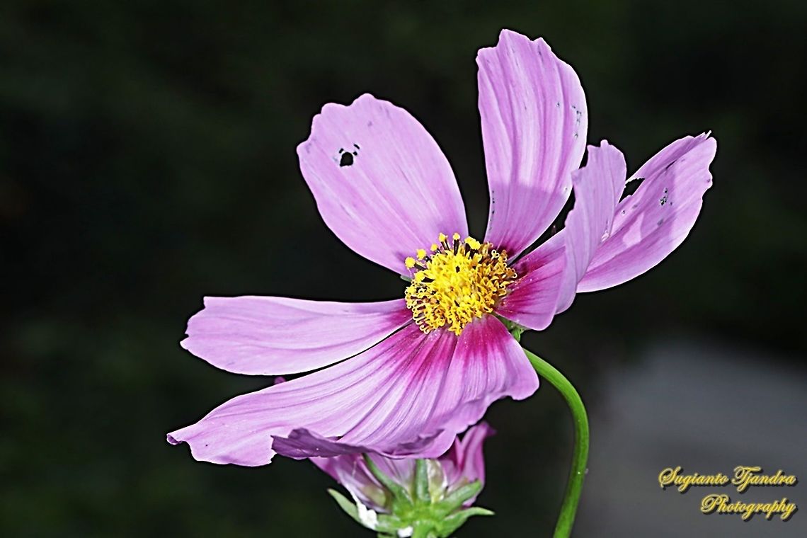 Pink Garden Cosmos, Cosmos bipinnatus  Cosmos bipinnatus,Garden Cosmos,Geotagged,Indonesia,Summer