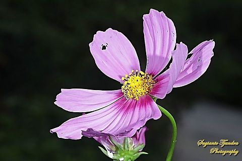 Pink Garden Cosmos, Cosmos bipinnatus  Cosmos bipinnatus,Garden Cosmos,Geotagged,Indonesia,Summer