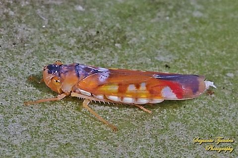 Sharpshooter Leafhopper, Bhandara semiclara  Geotagged,Indonesia,Summer
