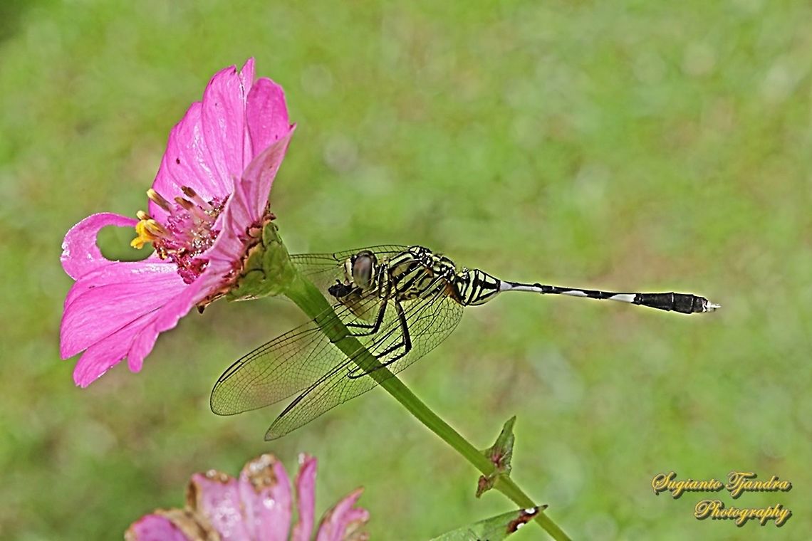 Dragonfly, Green Marsh Hawk, Orthetrum sabina w/prey  Geotagged,Indonesia,Orthetrum sabina,Summer