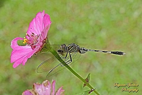 Dragonfly, Green Marsh Hawk, Orthetrum sabina w/prey  Geotagged,Indonesia,Orthetrum sabina,Summer