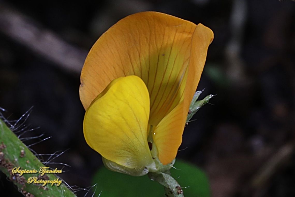 Peanut flower, Arachis hypogaea  Arachis hypogaea,Geotagged,Indonesia,Peanut,Summer
