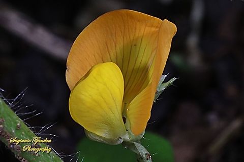 Peanut flower, Arachis hypogaea  Arachis hypogaea,Geotagged,Indonesia,Peanut,Summer