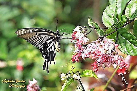 Great Mormon Swallowtail Butterfly, Papilio memnon, (Papilionidae) - female "sucking nectar"  Geotagged,Great Mormon,Indonesia,Papilio memnon,Summer