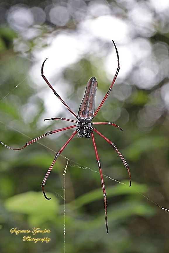 Long-jawed Orb-weaver Spider, Nephila Kuhlii  Geotagged,Indonesia,Nephila kuhlii,Summer