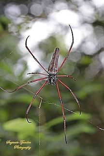 Long-jawed Orb-weaver Spider, Nephila Kuhlii  Geotagged,Indonesia,Nephila kuhlii,Summer