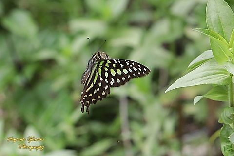 The Tailed Jay Butterfly, Graphium agamemnon - "flying"  Geotagged,Graphium agamemnon,Indonesia,Summer,Tailed Jay